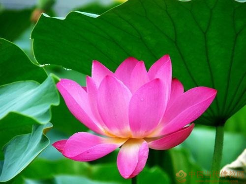 大安法師：信願持名，如何強化信願