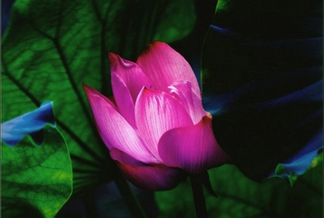 宗薩蔣揚欽哲仁波切：單純地愛