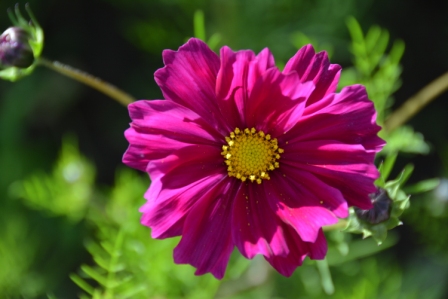 達真堪布：什麼是福慧圓滿