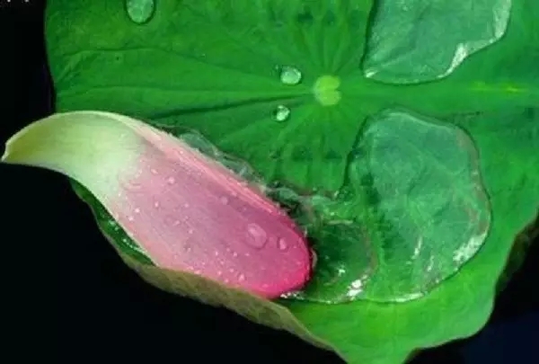 達真堪布：求來的福報為什麼不穩定？是佛菩薩不靈嗎？