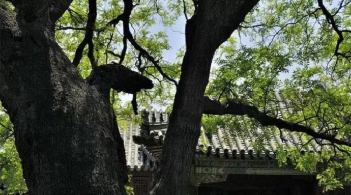 獨尊湛現：什麼是真正的自我？