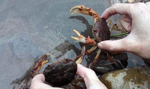 放生時，螃蟹和黃鱔盡量不要放在深水