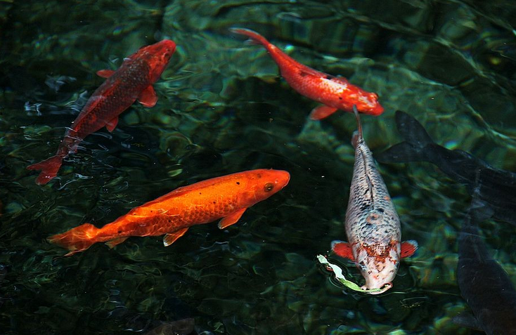魚兒，讓我們再愛你一次