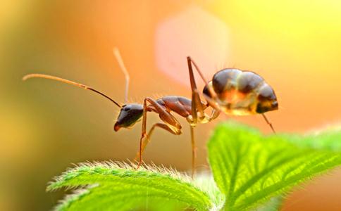 小手一伸，拯救螞蟻萬千