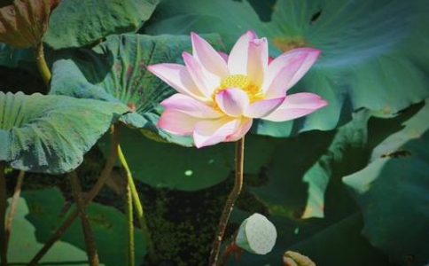 五位過去生的母親為同一孩子悲傷