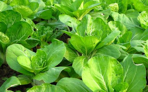 愛護眾生-寄生蟲的處理