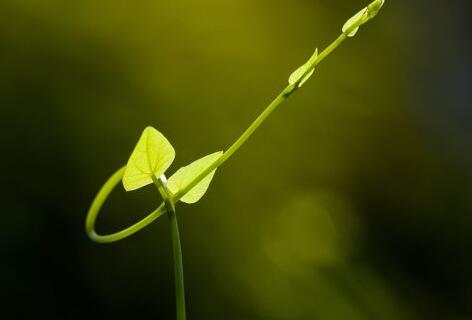 學佛放生，改變命運