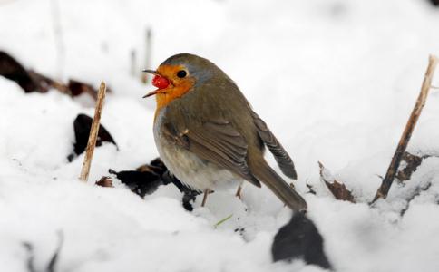 冬季怎樣放生、護生？