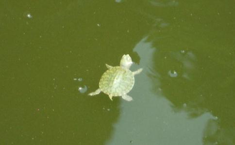 這7個放生關鍵問題你清楚嗎？