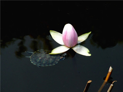 如何處理好凈土修行和生活的關係？