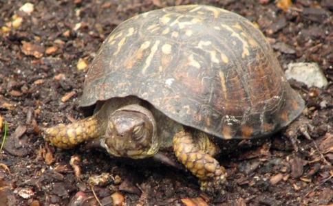 放生烏龜的注意事項