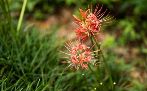 彼岸花是曼陀羅花嗎？彼岸花的故事