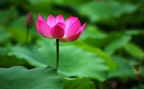 大安法師開示：只要好好念佛在哪都一樣