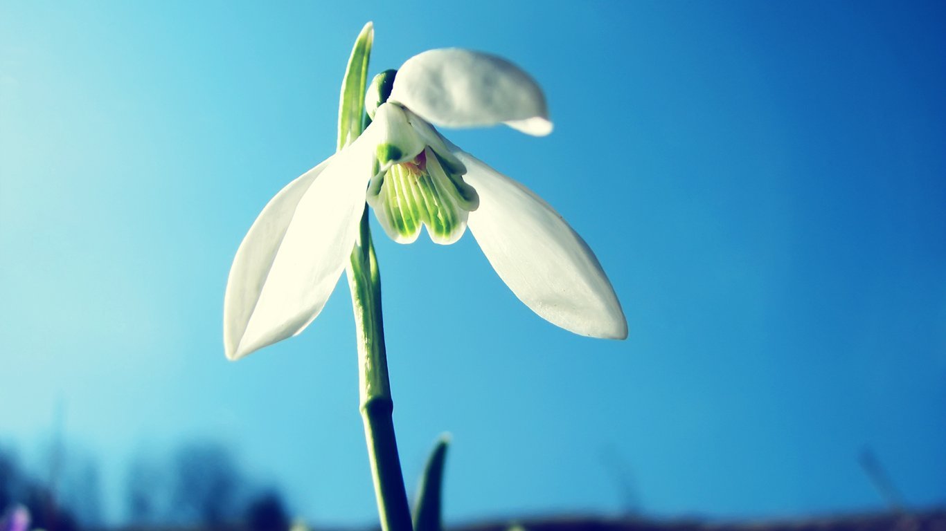 廣修福德相好莊嚴
