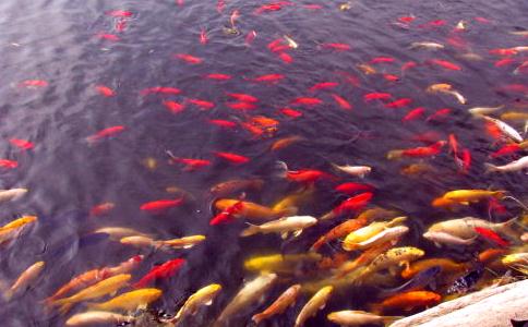 為什麼要放生？如何才能合理如法放生？