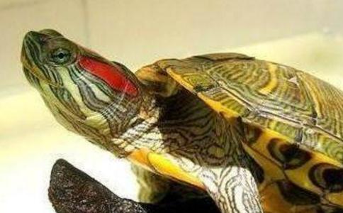 放生生物種類的選擇