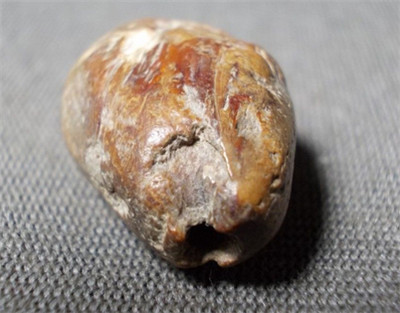 什麼是佛骨舍利？