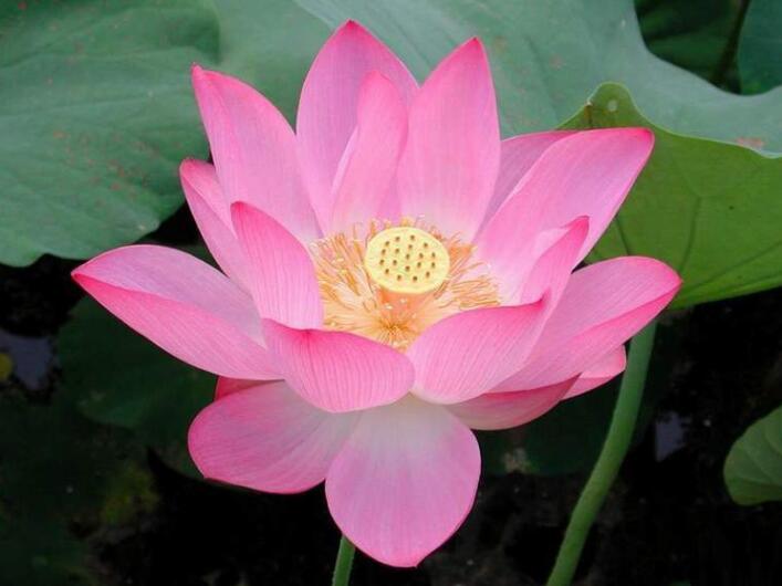 放生需要注意的要點介紹