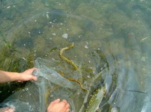 動物們踏上了回家路