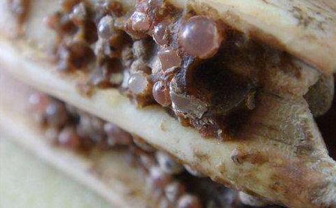 佛牙伽藍的傳說