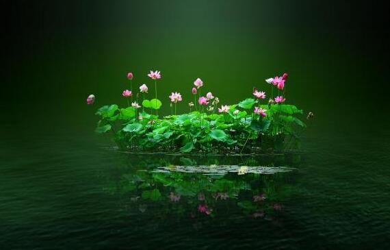 淺論殺生之殘忍