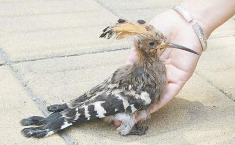 但願一切生物體，都能得到自由和永生！