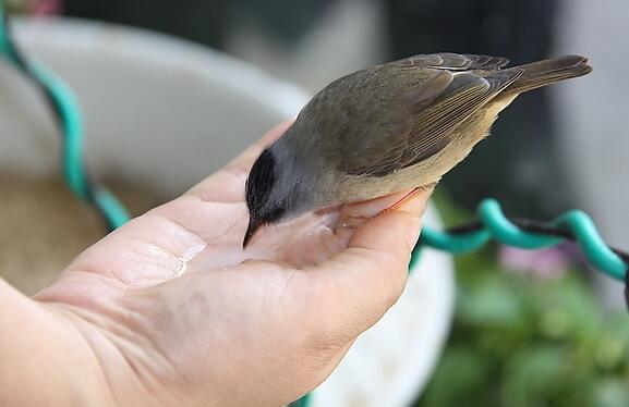 餵食鳥兒青菜時應注意些什麼