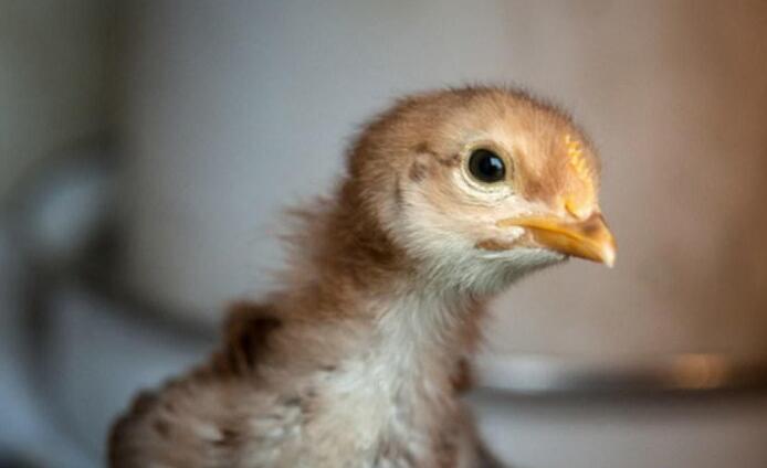 動物被用於實驗能存活多久