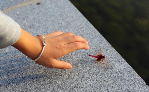 紅蜻蜓與花蝴蝶