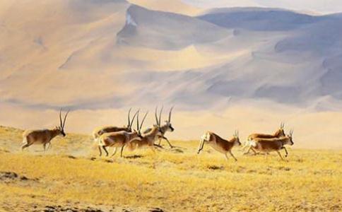藏羚羊被掠殺