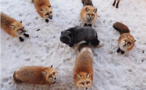 靈鷲山野狐因何而哀鳴呢？