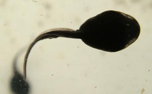 小蝌蚪給女兒託夢