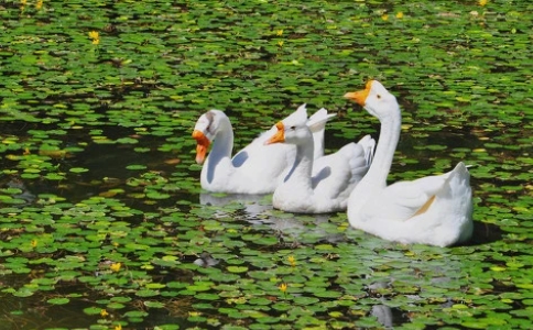 寺院設立放生池在經典或傳統上有什麼根據？