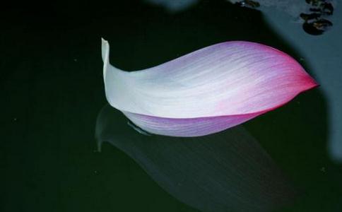 理雖頓悟、承悟並消；事在漸修、依次第盡