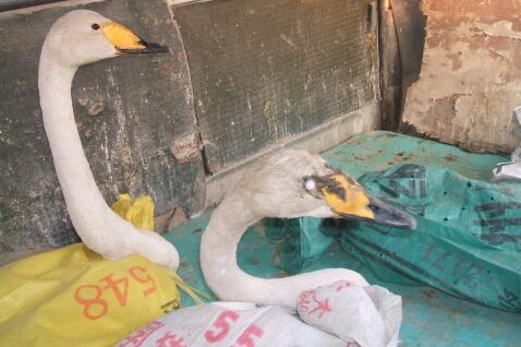 放生時白天鵝的眼淚！
