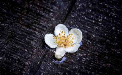 理須頓悟、事要漸修