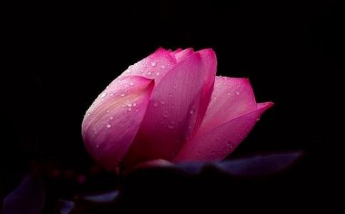 目犍連尊者度蓮花色女