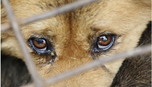 記者直擊「救狗」行動 鐵籠冰冷狗流