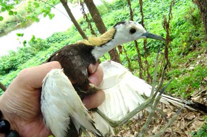 提倡以護生和素食代替放生