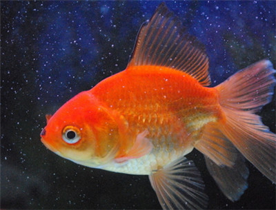 放生是宗教迷信嗎？