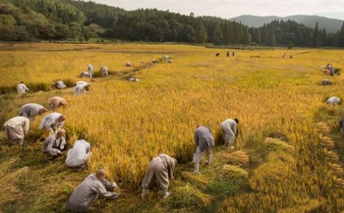 佛教「出坡」和「普請」是什麼意思？