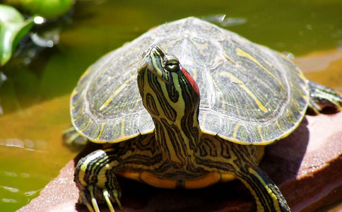 放生的基本注意事項介紹