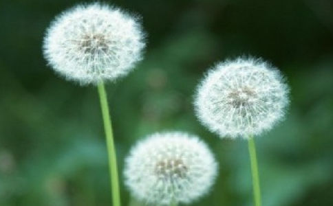 貪心的商隊與理智的商隊