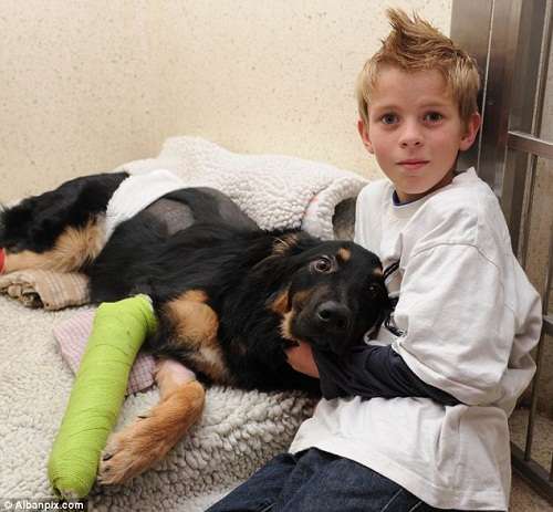 忠犬車前救小主人性命，自己被撞受重傷