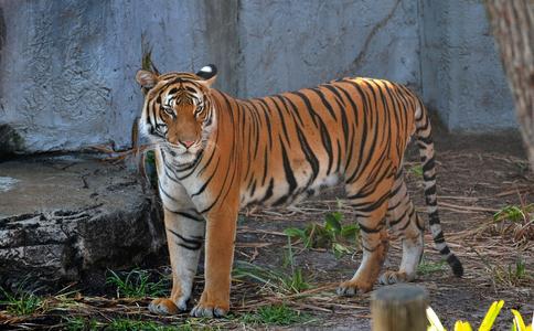 一覺醒來，追趕他的老虎竟不見了？