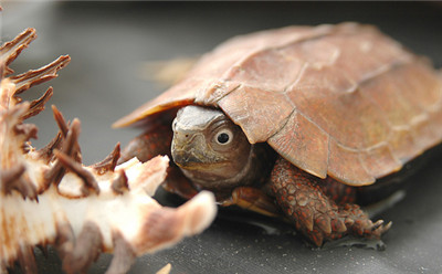 放生烏龜怎麼做