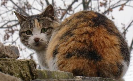 動物的淚來自生命深處的震撼