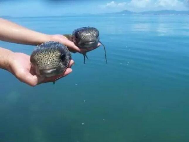 放生是世間積累福德最快的方法