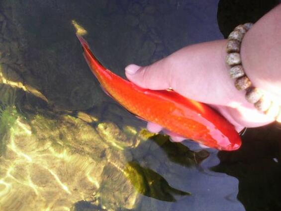 放生要及時、不能等