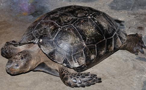 老山龜含淚動手術